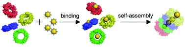 Graphical abstract: Metal-induced self-assembly of peroxiredoxin as a tool for sorting ultrasmall gold nanoparticles into one-dimensional clusters
