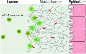 Graphical abstract: Mucus barrier-triggered disassembly of siRNA nanocarriers