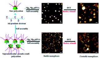 Graphical abstract: Versatile types of polysaccharide-based supramolecular polycation/pDNA nanoplexes for gene delivery