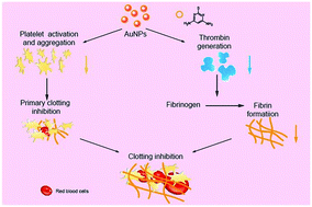 Graphical abstract: Antithrombotic functions of small molecule-capped gold nanoparticles