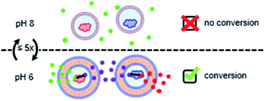 Graphical abstract: Cross-linked polymersomes as nanoreactors for controlled and stabilized single and cascade enzymatic reactions