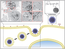 Graphical abstract: Amine-modified hyaluronic acid-functionalized porous silicon nanoparticles for targeting breast cancer tumors