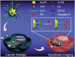 Graphical abstract: Cancer-targeted functional gold nanoparticles for apoptosis induction and real-time imaging based on FRET