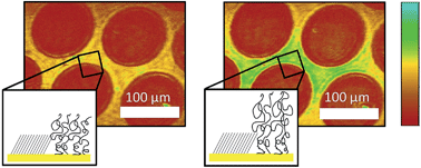 Graphical abstract: Sub-nanometer expansions of redox responsive polymer films monitored by imaging ellipsometry