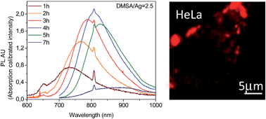 Graphical abstract: Emission tunable, cyto/hemocompatible, near-IR-emitting Ag2S quantum dots by aqueous decomposition of DMSA