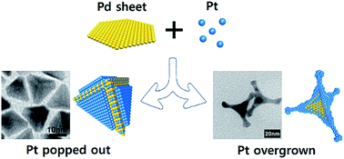 Graphical abstract: One pot synthesis of nanoscale phase-segregated PdPt nanoarchitectures via unusual Pt-doping induced structural reorganization of a Pd nanosheet into a PdPt nanotent