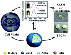 Graphical abstract: Mercaptopropionic acid-capped Mn2+:ZnSe/ZnO quantum dots with both downconversion and upconversion emissions for bioimaging applications