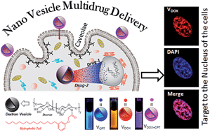 Graphical abstract: Polysaccharide nano-vesicular multidrug carriers for synergistic killing of cancer cells
