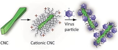 Graphical abstract: Cationic polymer brush-modified cellulose nanocrystals for high-affinity virus binding