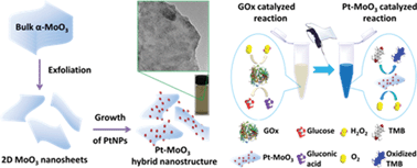 Graphical abstract: Liquid-phase growth of platinum nanoparticles on molybdenum trioxide nanosheets: an enhanced catalyst with intrinsic peroxidase-like catalytic activity
