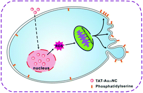 Graphical abstract: Cytotoxicity of nucleus-targeting fluorescent gold nanoclusters