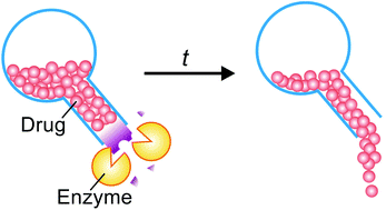 Graphical abstract: Enzyme-responsive nanomaterials for controlled drug delivery