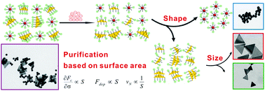 Graphical abstract: On-demand shape and size purification of nanoparticle based on surface area