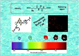 Graphical abstract: Preparation of multi-coloured different sized fluorescent gold clusters from blue to NIR, structural analysis of the blue emitting Au7 cluster, and cell-imaging by the NIR gold cluster