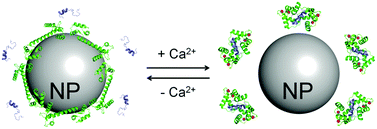 Graphical abstract: Structural plasticity of calmodulin on the surface of CaF2 nanoparticles preserves its biological function