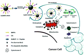 Graphical abstract: Intracellular delivery of peptide cargos using iron oxide based nanoparticles: studies on antitumor efficacy of a BCL-2 converting peptide, NuBCP-9