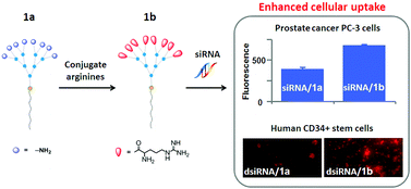 Graphical abstract: Promoting siRNA delivery via enhanced cellular uptake using an arginine-decorated amphiphilic dendrimer