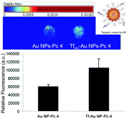 Graphical abstract: Transferrin receptor-targeted theranostic gold nanoparticles for photosensitizer delivery in brain tumors