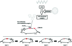 Graphical abstract: Topical gene silencing by iontophoretic delivery of an antisense oligonucleotide–dendrimer nanocomplex: the proof of concept in a skin cancer mouse model