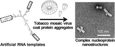 Graphical abstract: RNA-controlled assembly of tobacco mosaic virus-derived complex structures: from nanoboomerangs to tetrapods