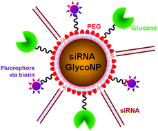 Graphical abstract: RNAi-based glyconanoparticles trigger apoptotic pathways for in vitro and in vivo enhanced cancer-cell killing