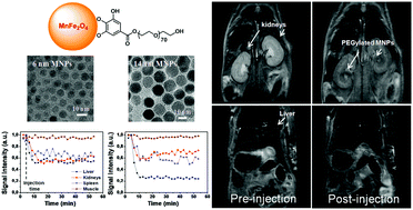 Graphical abstract: Long-circulating PEGylated manganese ferrite nanoparticles for MRI-based molecular imaging