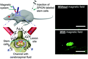 Graphical abstract: An effective strategy of magnetic stem cell delivery for spinal cord injury therapy