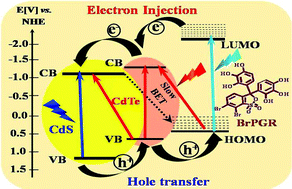 Graphical abstract: Cascading electron and hole transfer dynamics in a CdS/CdTe core–shell sensitized with bromo-pyrogallol red (Br-PGR): slow charge recombination in type II regime