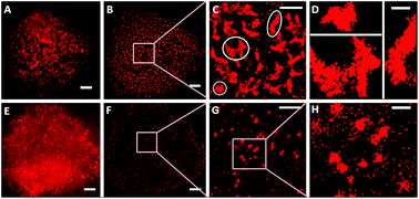 Graphical abstract: Revealing the carbohydrate pattern on a cell surface by super-resolution imaging