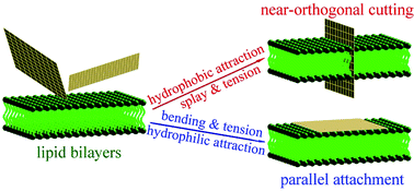 Graphical abstract: Cell interaction with graphene microsheets: near-orthogonal cutting versus parallel attachment