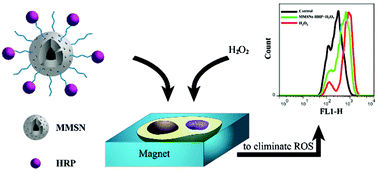 Graphical abstract: Horseradish peroxidase-immobilized magnetic mesoporous silica nanoparticles as a potential candidate to eliminate intracellular reactive oxygen species