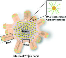 Graphical abstract: An intestinal Trojan horse for gene delivery
