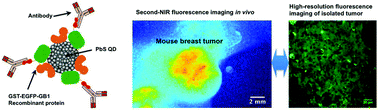 Graphical abstract: Recombinant protein (EGFP-Protein G)-coated PbS quantum dots for in vitro and in vivo dual fluorescence (visible and second-NIR) imaging of breast tumors