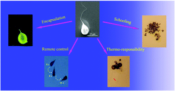 Graphical abstract: Tadpole-like artificial micromotor