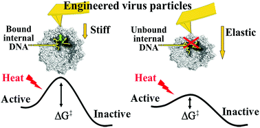 Graphical abstract: Quantitatively probing propensity for structural transitions in engineered virus nanoparticles by single-molecule mechanical analysis