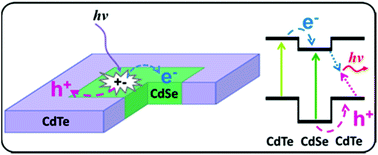 Graphical abstract: Colloidal synthesis and optical properties of type-II CdSe–CdTe and inverted CdTe–CdSe core–wing heteronanoplatelets