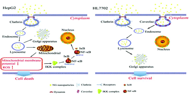 Graphical abstract: Selective killing of hepatocellular carcinoma HepG2 cells by three-dimensional nanographene nanoparticles based on triptycene