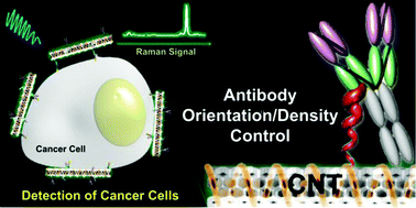 Graphical abstract: Orientation and density control of bispecific anti-HER2 antibody on functionalized carbon nanotubes for amplifying effective binding reactivity to cancer cells