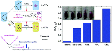 Graphical abstract: A plasmonic nanosensor for lipase activity based on enzyme-controlled gold nanoparticles growth in situ