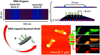 Graphical abstract: Functionalization of quantum rods with oligonucleotides for programmable assembly with DNA origami