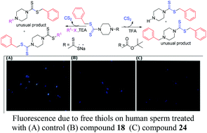 Graphical abstract: A unique dithiocarbamate chemistry during design & synthesis of novel sperm-immobilizing agents