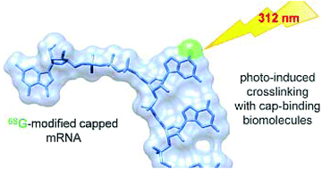 Graphical abstract: Cap analogs containing 6-thioguanosine – reagents for the synthesis of mRNAs selectively photo-crosslinkable with cap-binding biomolecules