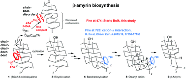Graphical abstract: β-Amyrin synthase from Euphorbia tirucalli. Steric bulk, not the π-electrons of Phe, at position 474 has a key role in affording the correct folding of the substrate to complete the normal polycyclization cascade