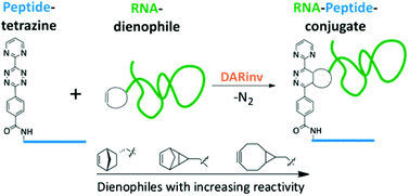 Graphical abstract: RNA–peptide conjugate synthesis by inverse-electron demand Diels–Alder reaction