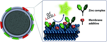 Graphical abstract: Cooperative hydrolysis of aryl esters on functionalized membrane surfaces and in micellar solutions