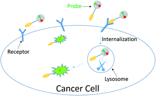 Graphical abstract: An intracellularly activatable, fluorogenic probe for cancer imaging