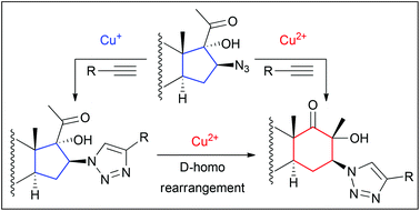 Graphical abstract: Synthesis of novel 1,2,3-triazolyl derivatives of pregnane, androstane and d-homoandrostane. Tandem “click” reaction/Cu-catalyzed d-homo rearrangement