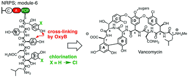 Graphical abstract: Bis-chlorination of a hexapeptide–PCP conjugate by the halogenase involved in vancomycin biosynthesis