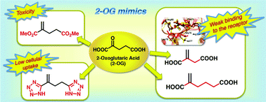 Graphical abstract: Mimicking the 2-oxoglutaric acid signalling function using molecular probes: insights from structural and functional investigations