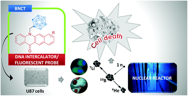 Graphical abstract: Synthesis, characterization and biological evaluation of carboranylmethylbenzo[b]acridones as novel agents for boron neutron capture therapy